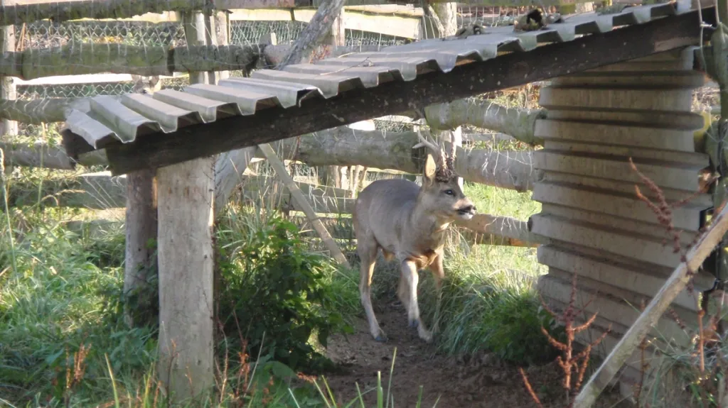 Srnec Julínek žije na statku Pavla Scherera v Sudicích
