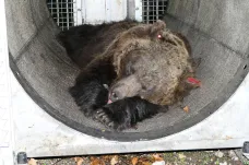 Medvědici, která v Itálii usmrtila běžce, nelze utratit, rozhodl soud
