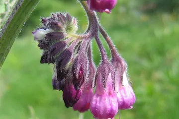 Vědci zkoumají pozapomenuté české léčivky. Tuší jejich potenciál