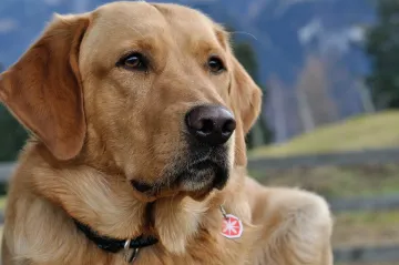 Labradoři jsou nejobéznější plemeno psa. Vědci teď vysvětlili proč