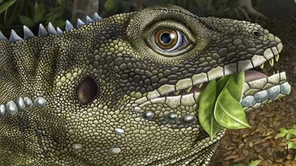 Barbaturex morrisoni