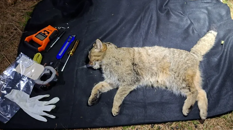 Nasazování obojku proběhlo v přísných podmínkách