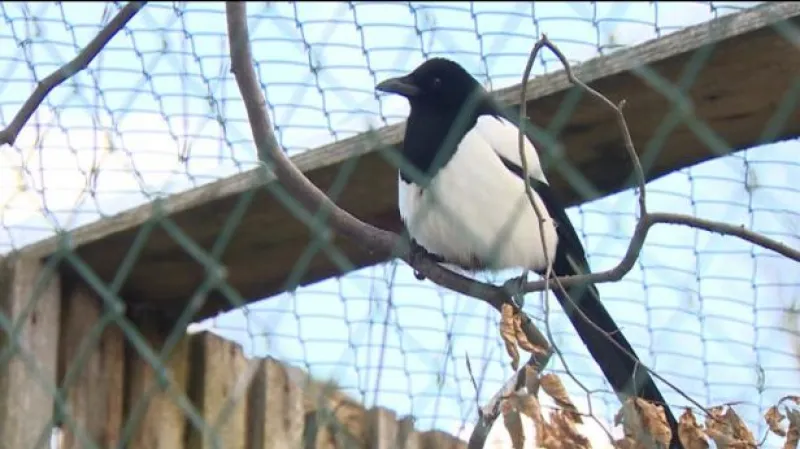 Záchrana zraněných a handicapovaných zvířat