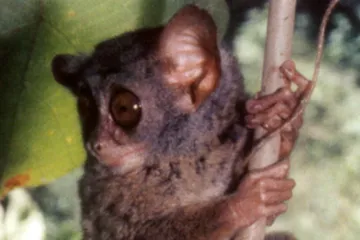 Biologové objevili neznámý druh okatého nártouna. Žije na indonéském souostroví