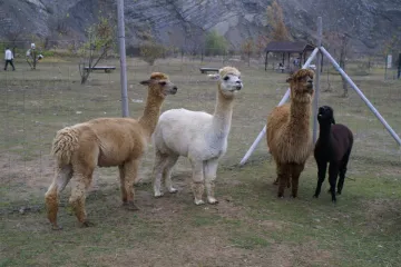 Lamacentrum Hády ukazuje lidem z Brna a okolí cestu k přírodě