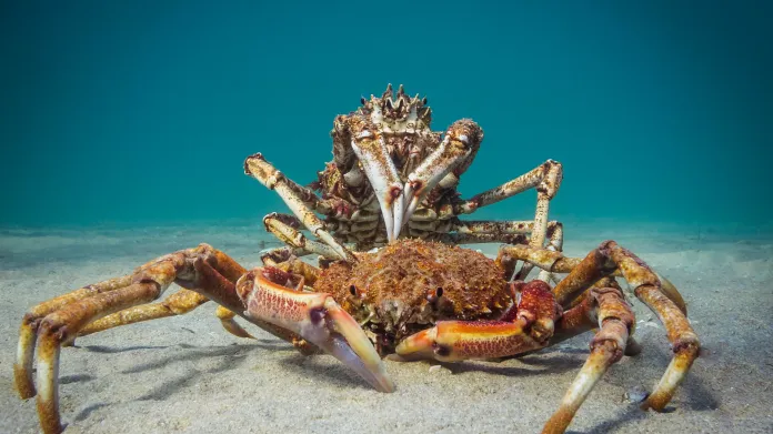 Širokoúhlé snímky kompaktním fotoaparátem: 1. místo Cannibal Crab" Spider Crabs - PT Hirschfield
