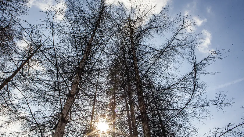 Události: Kůrovcová kalamita