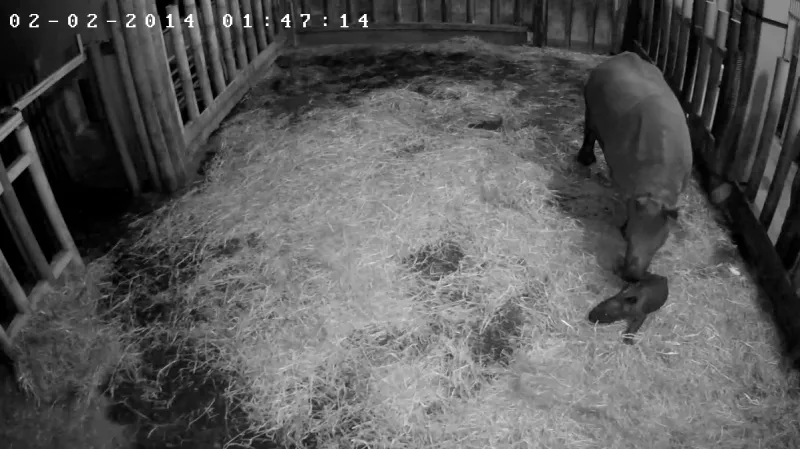 Mládě nosorožce indického se narodilo v půl druhé v noci