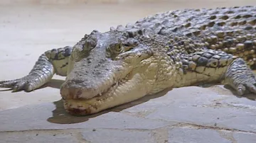Krokodýl