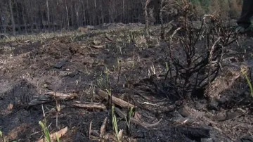 Les se začal krátce po dohašení požáru opět zelenat