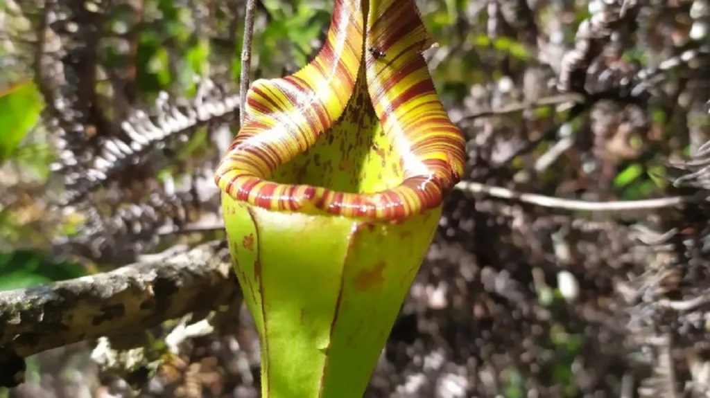 Masožravá láčkovka Nepenthes Fractiflexa
