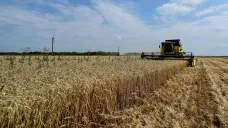 Sklizeň pšenice na poli v Záporožské oblasti