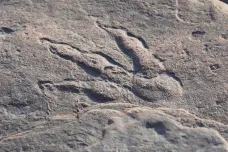 Čtyřletá dívka našla na procházce 220 milionů let starou dinosauří stopu