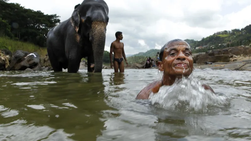 Koupání slonů na Srí Lance