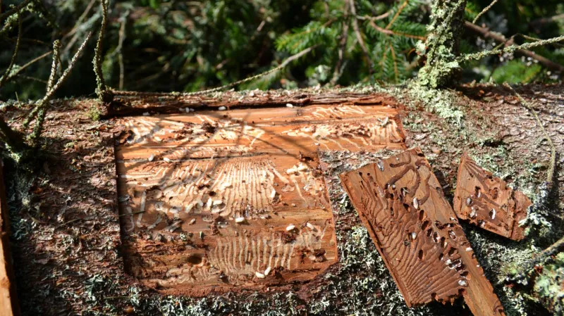 Pokácený strom napadený kůrovcem