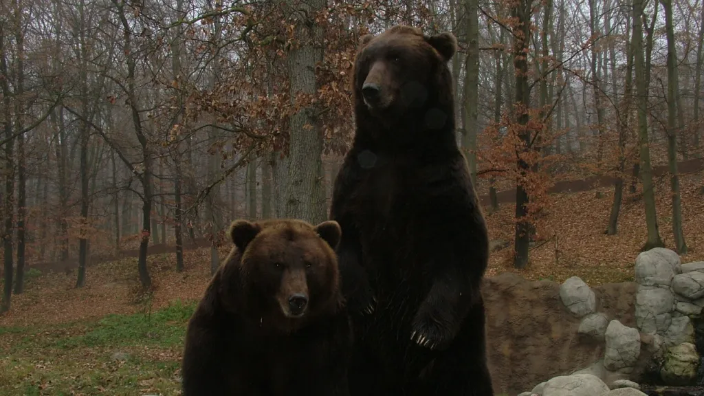 Pár medvědů kamčatských