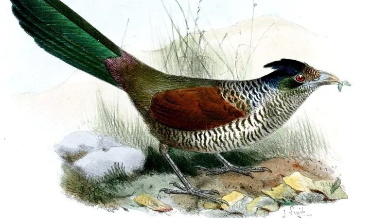 Kukačka ekvádorská