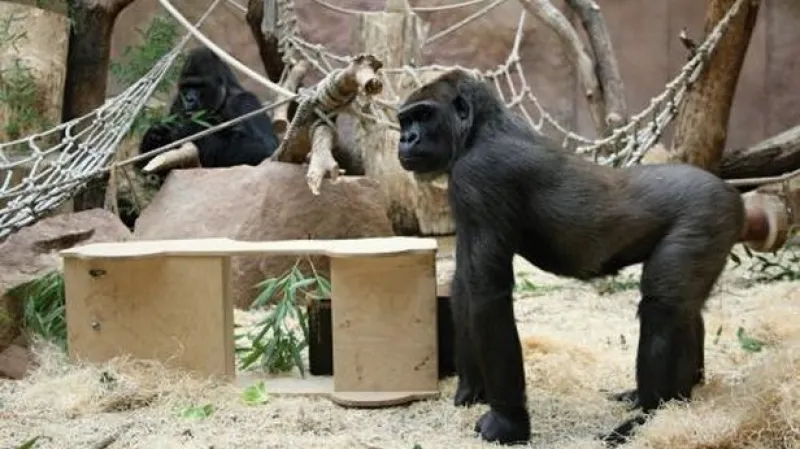 Nový přírůstek v pražské zoo - 15letá gorila Bikira.