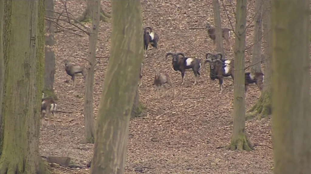 Pytláci během jedné noci zastřelili čtyři kusy zvěře