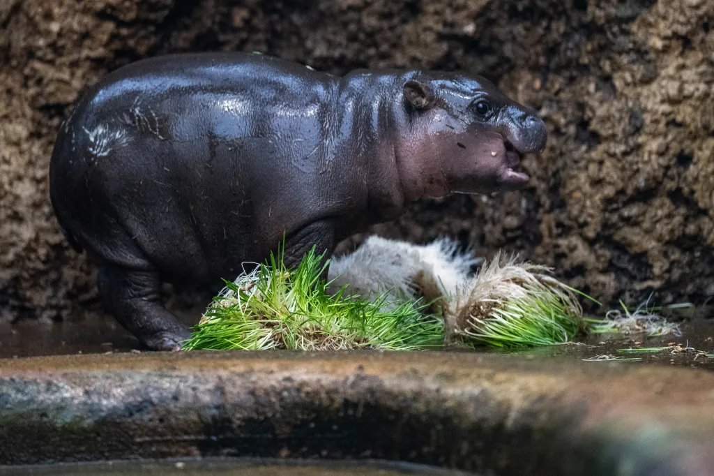 Jedná se o vážně ohrožený druh, zejména kvůli kácení tropických deštných lesů