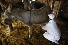 V Albánii roste poptávka po oslím mléce. Kvůli pandemii koronaviru