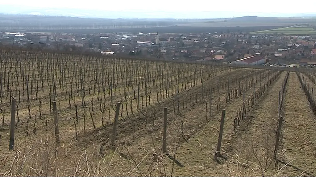 Vinohrad, o který Blatnice pod Svatým Antonínkem přijde