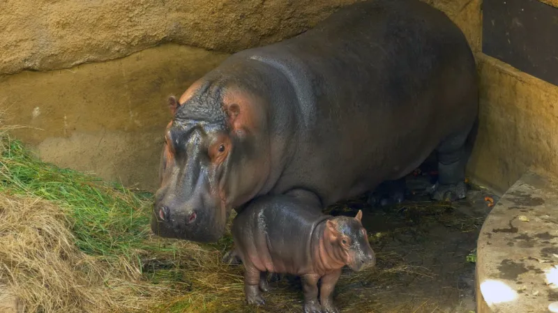 V ostravské zoo se narodilo hroší mládě