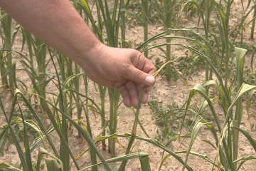 S nedostatkem vody se potýkají farmáři i rekreační oblasti. Někde obnovují déle nepoužívané zdroje