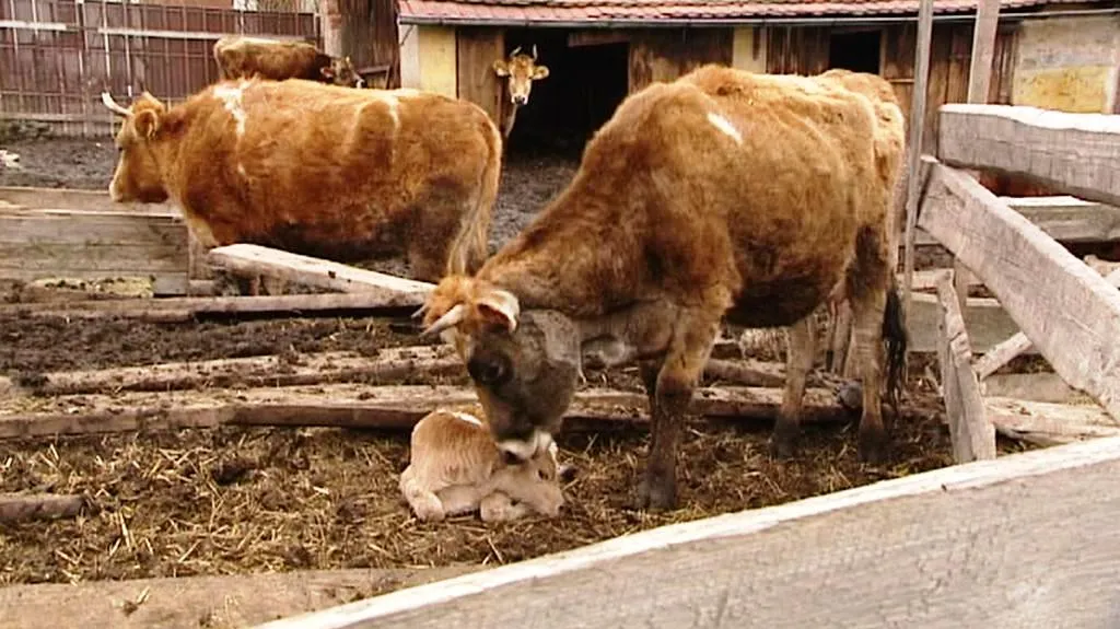 Krávy ze Staňkova