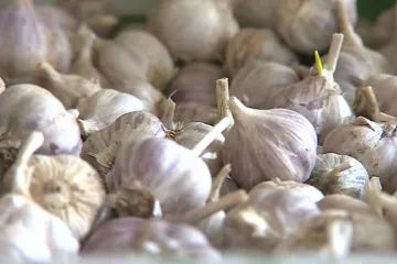 Zemědělci chtějí certifikovat český česnek. Aby se nezaměňoval za cizí