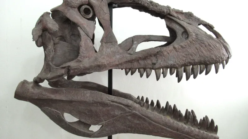 Rekonstrukce lebky druhu Meraxes gigas