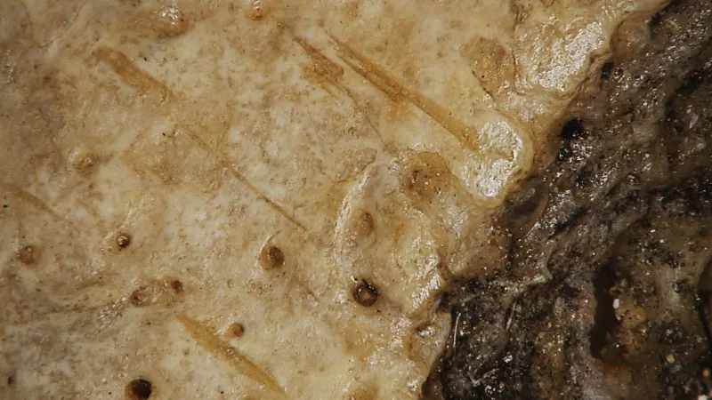 Stopy po noži na lebce poblíž zákroků