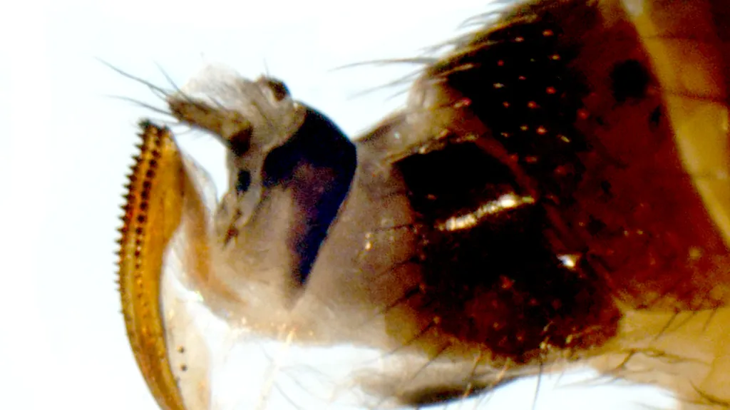 Kladélko samice octomilky japonské