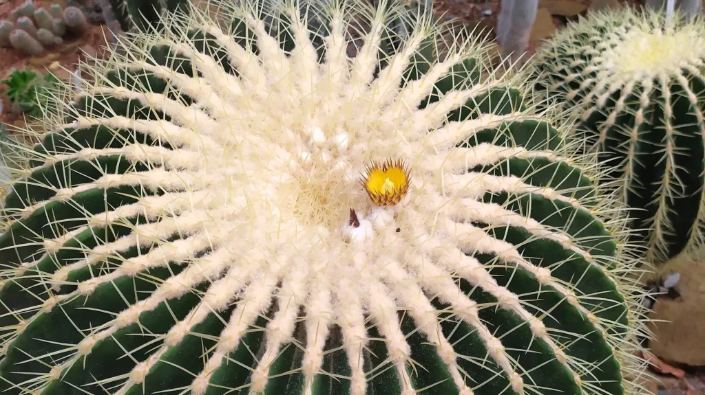 Echinokaktus Grusonův v Botanické zahradě Přírodovědecké fakulty Masarykovy univerzity
