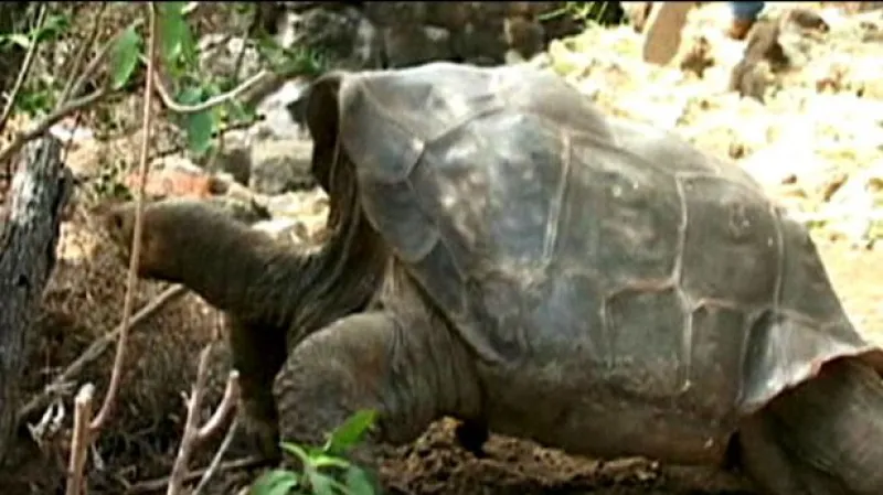 Želví samec uhynul