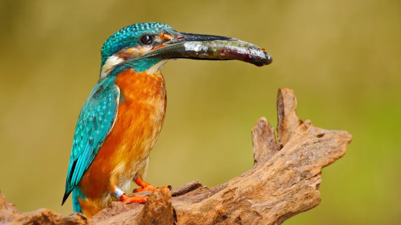 Z filmu Planeta Česko