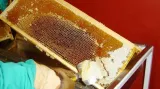 Zpracování medu