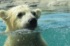 Biologové objevili izolovanou skupinu ledních medvědů. Liší se od ostatní populace a stačí jí míň ledu