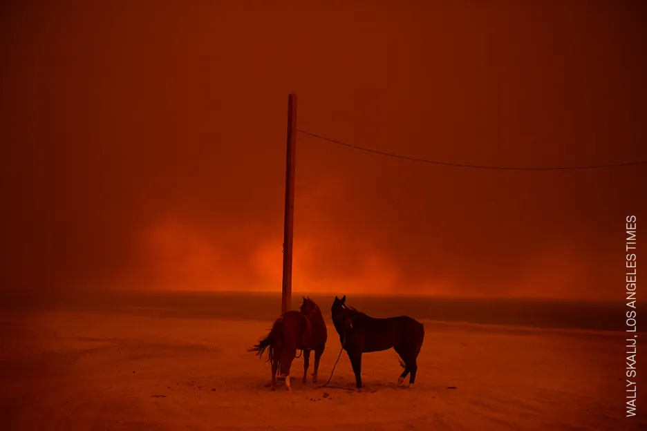 Nominace na vítěznou fotografii v kategorii ŽIVOTNÍ PROSTŘEDÍ (single): Wally Skalij, Los Angeles Times – Koně evakuovaní před lesními požáry v americké Kalifornii jsou uvázaní u sloupu na pláži Zuma v Malibu