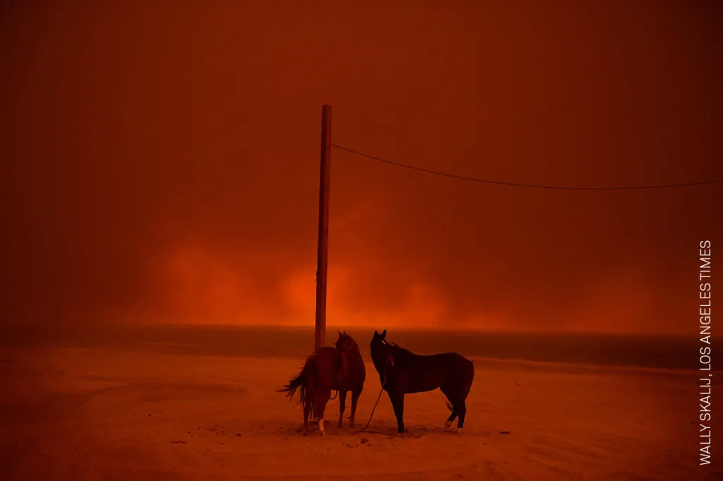 Nominace na vítěznou fotografii v kategorii ŽIVOTNÍ PROSTŘEDÍ (single): Wally Skalij, Los Angeles Times – Koně evakuovaní před lesními požáry v americké Kalifornii jsou uvázaní u sloupu na pláži Zuma v Malibu