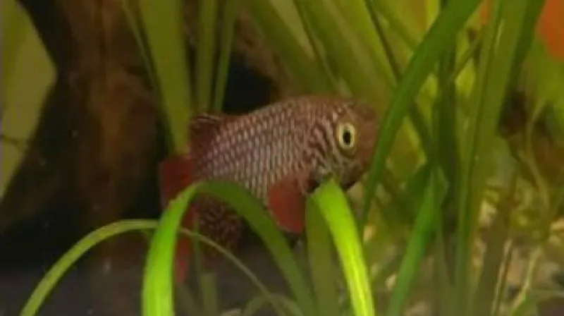 Čím je zajímavý halančík kadlecův?