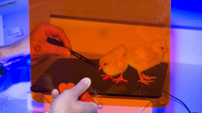 Do genomu kuřat byl vnesen červený fluorescenční protein mCherry.