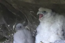 Ornitologové kroužkují mláďata sokolů i několik desítek metrů nad zemí