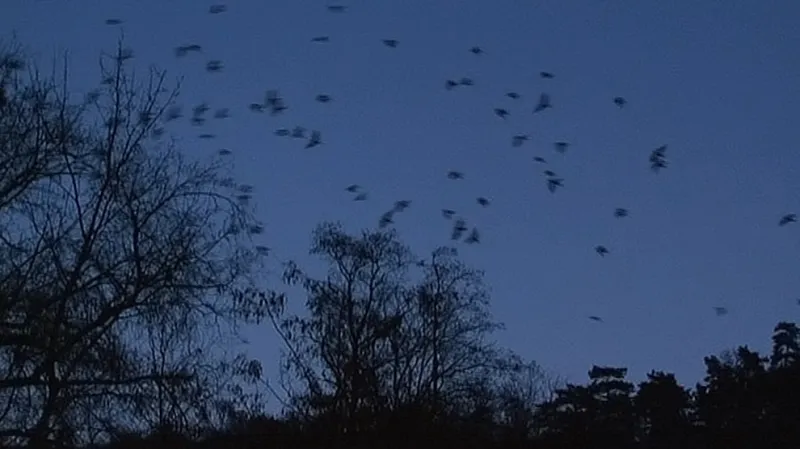 Havrani nad ránem opouštějí nocoviště