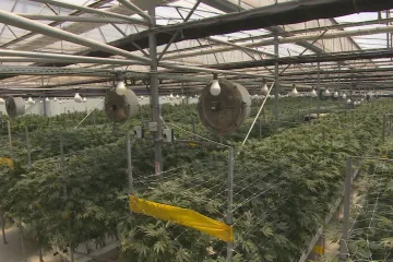 Izrael se stává velkoproducentem léčebného konopí. Máme se co učit, říká Bartoš