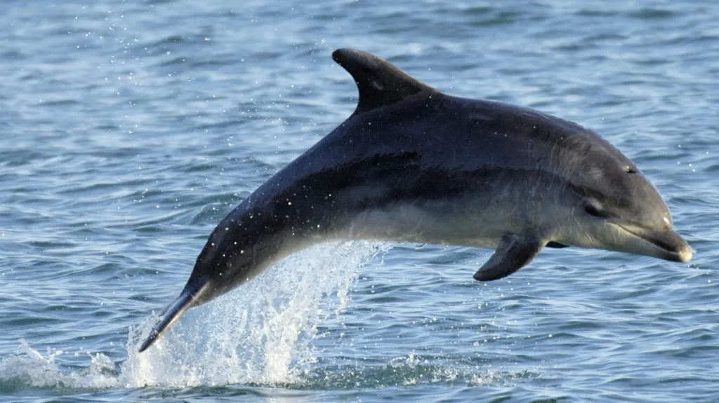 Delfín poblíž anglického pobřeží