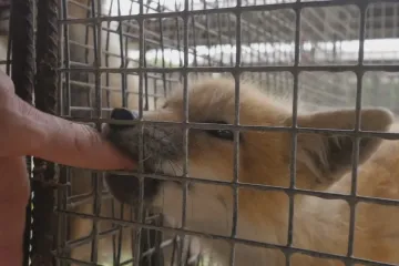 Vědci zkoumají, jaký má šlechtění vliv na vzhled či mozek lišek. Na začátku byl sovětský experiment 
