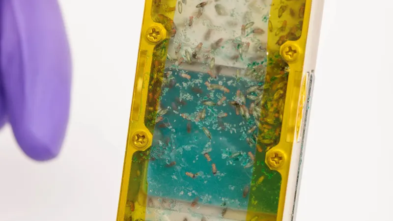 Experimentální obydlí pro octomilky na vesmírnou misi