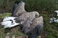Policie žádá o pomoc v případu mrtvých zvířat u Sedlice na Příbramsku