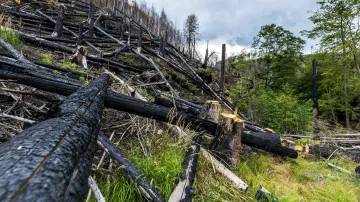 Národní park České Švýcarsko spálený požárem v roce 2022